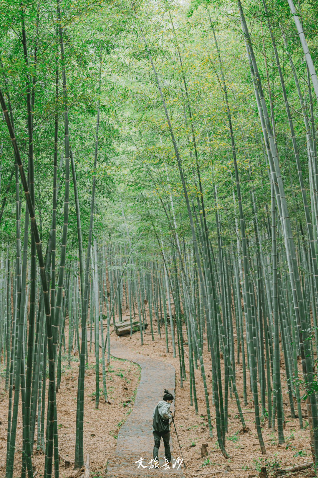 竹林仙境竖版图片