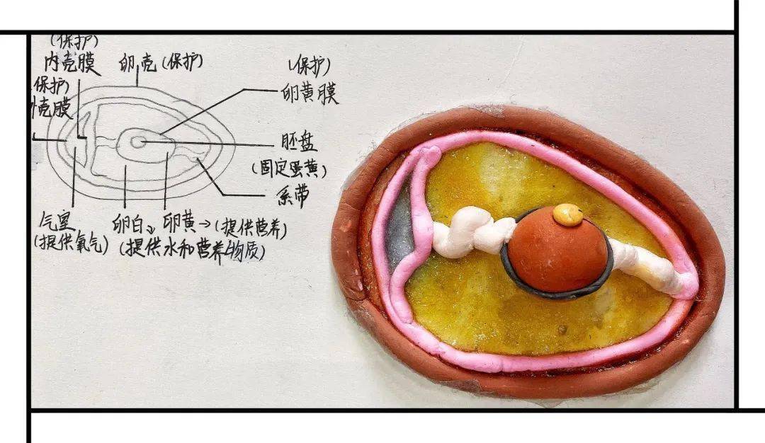 结构模型大赛 竹皮纸图片