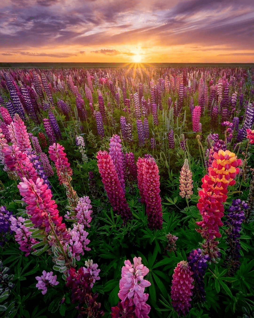 器中播放重回心灵花园 音乐: andemund orchestra - 迷情仙境四月春色