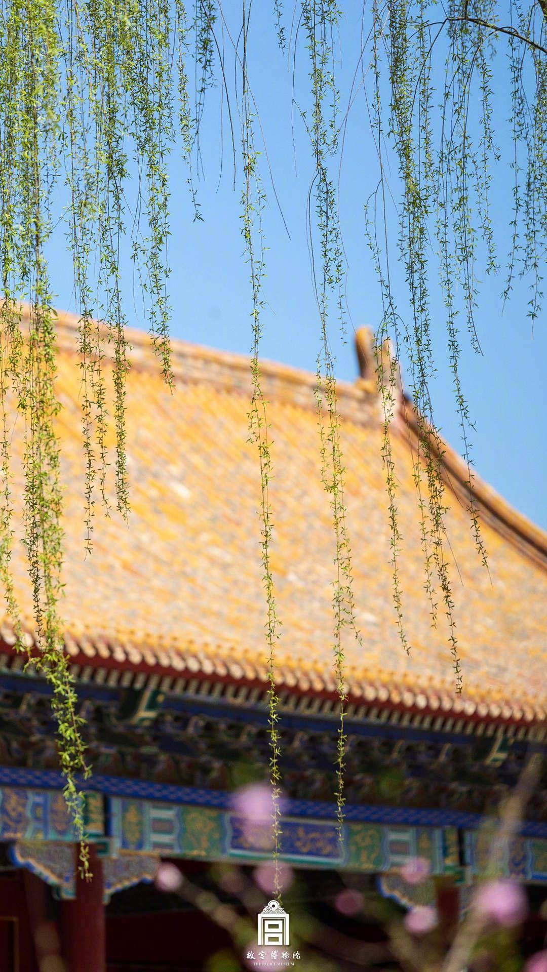 嫩芽点点，故宫春天壁纸上新啦_紫禁城_盛大_细微处