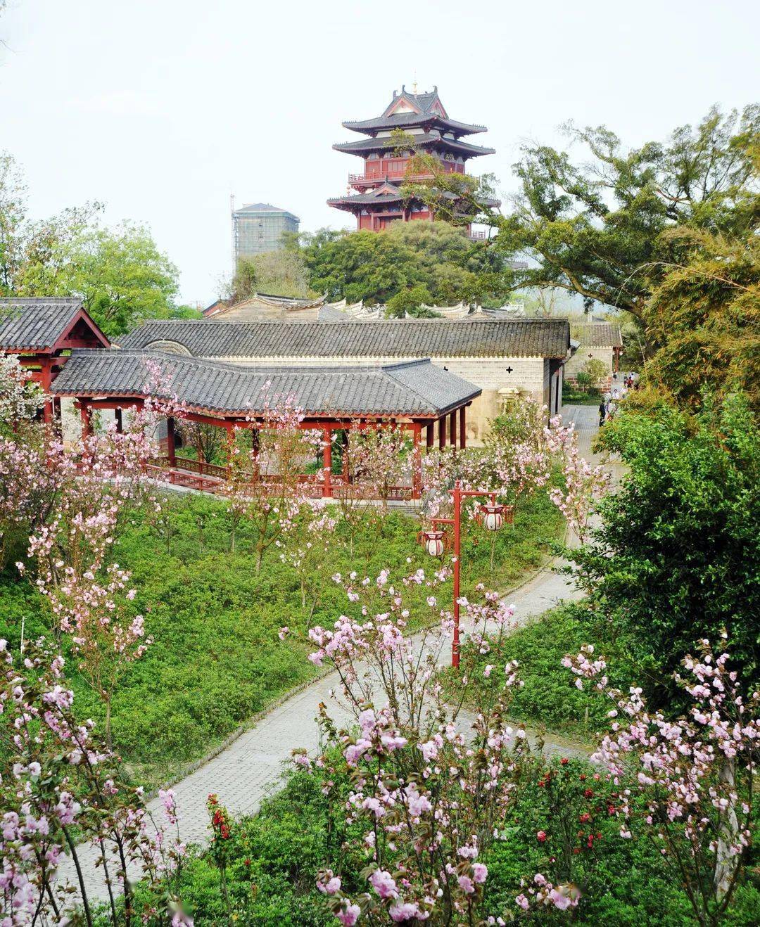 赣县樱花园足道图片