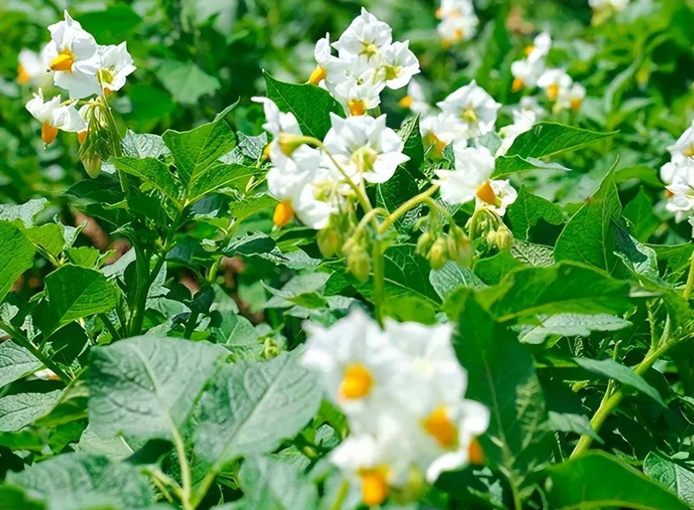 满满干货（张家川非遗）张家川特色美食 第11张