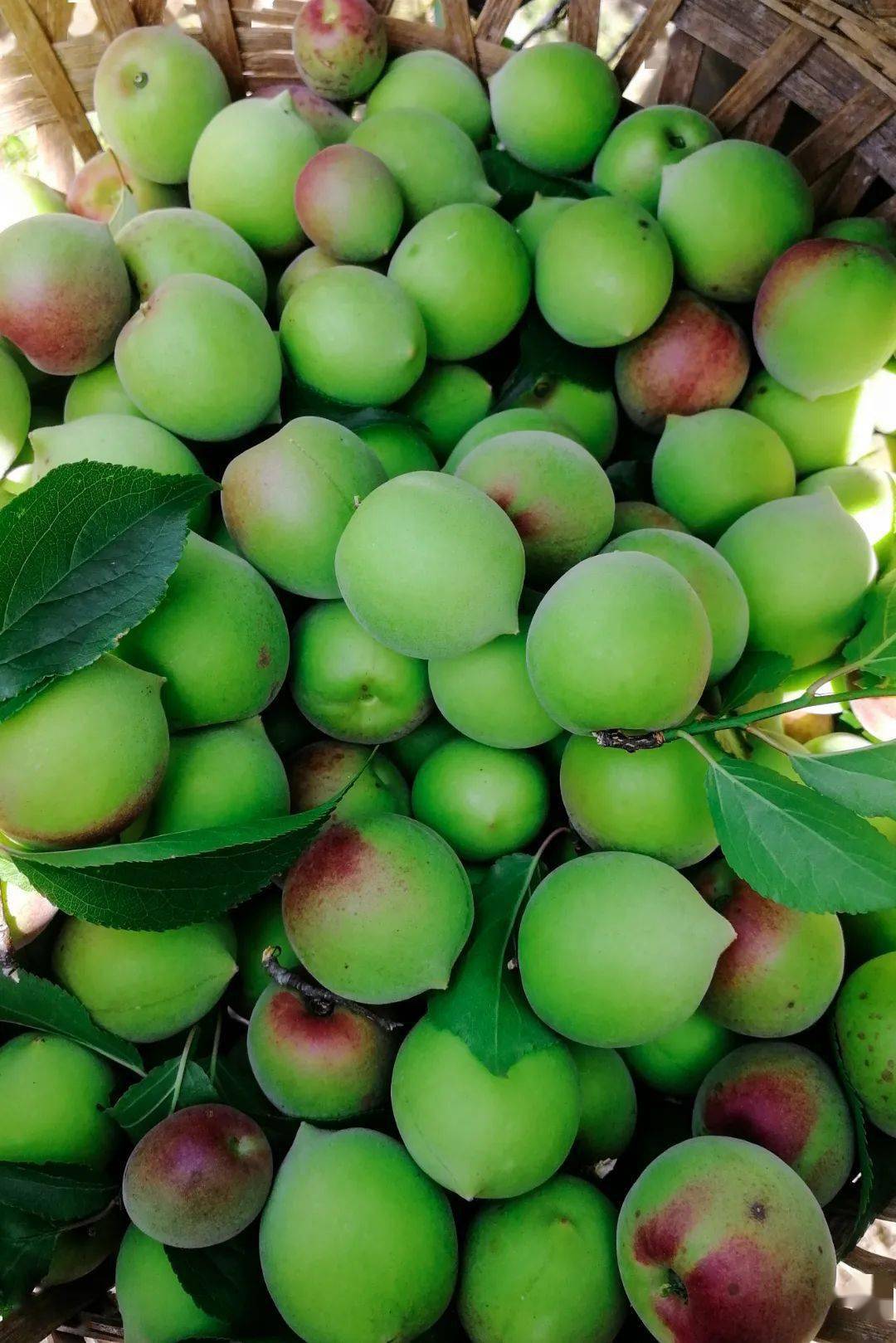 普宁撤县设市30周年特辑,酸涩带甜,正是这座城的味道_青梅_人间_蔡佶