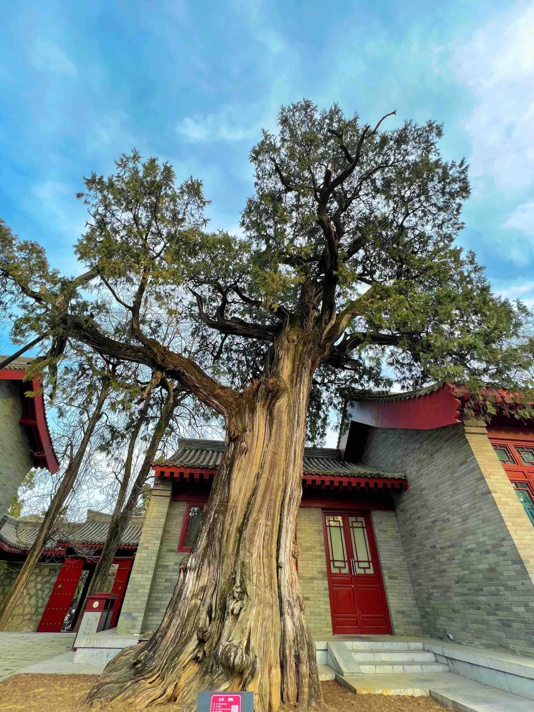 全国仅5棵,这个县就有3棵_古树_黄陵县_保护