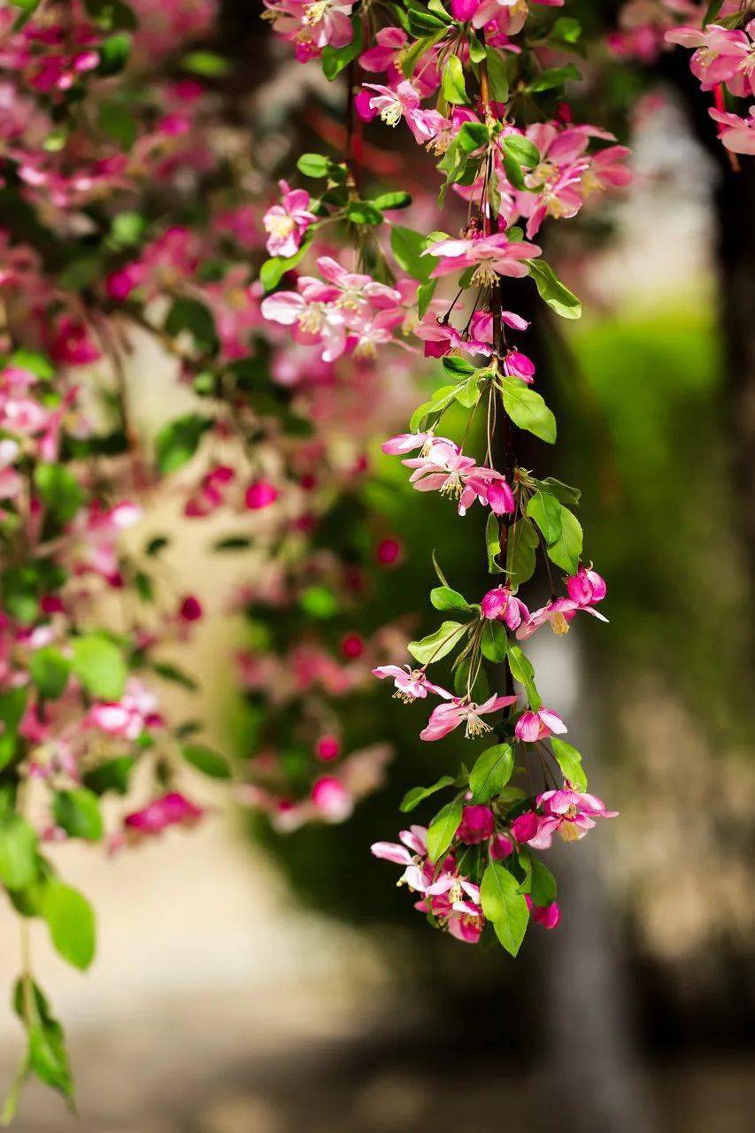 23种海棠品种红巴伦,红玉,草莓果冻等雪坠,高原之火,当娜,罗宾逊粉