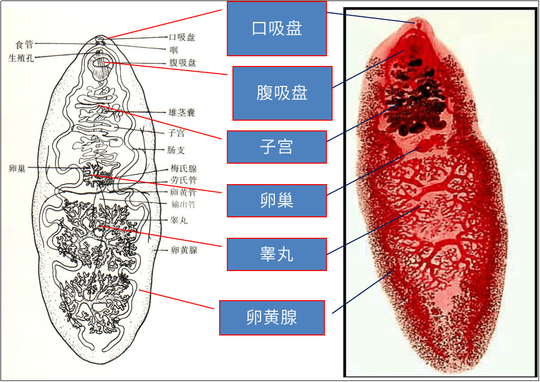 斯氏狸殖吸虫成虫的形态学特征肺吸虫在肝脏等器官寄生时血清抗体可不