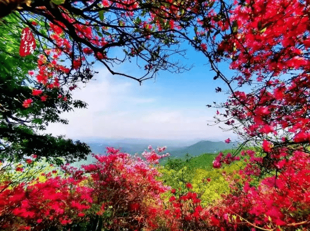 金寨县映山红图片