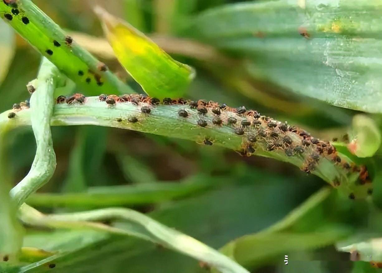 用虫螨克或辛氰乳油等有机磷和菊酯的复配剂能有效防治麦蚜什么是麦蚜