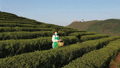 采茶,踏青,赏花,滑翔伞…周末,就到望城这个"宝藏地方"!