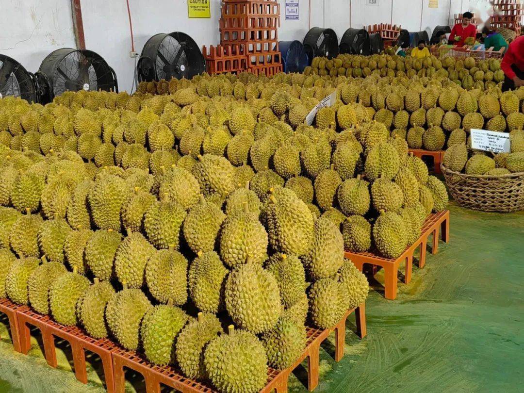 菲律宾达沃4月正式向中国出口第一批榴莲_工作_移民_帖子