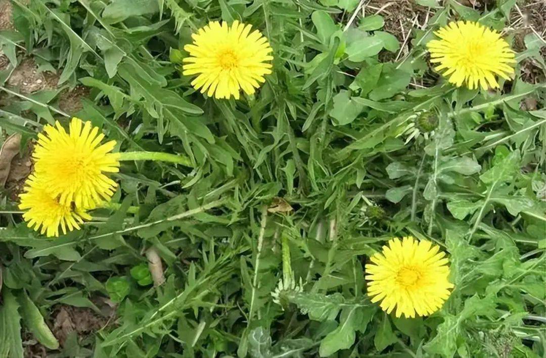 春天里的这几种野菜可一定不要错过!营养价值很高的!_食用_香椿_荠菜