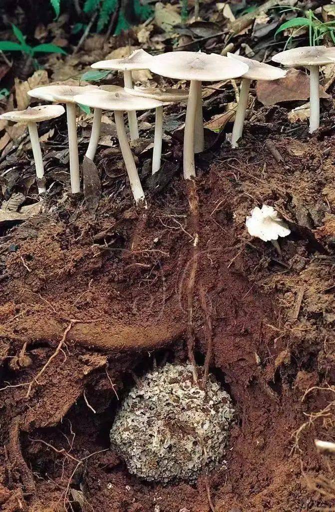 与白蚁共生的鸡枞菌这条路径成为"蚁巢伞"振兴乡村的正确道路.