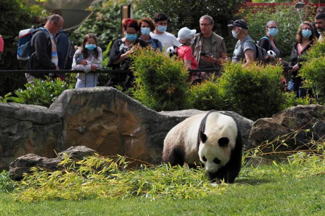 安置旅法大熊貓的法國beauval野生動物園園長,這位來估計就是商量一下