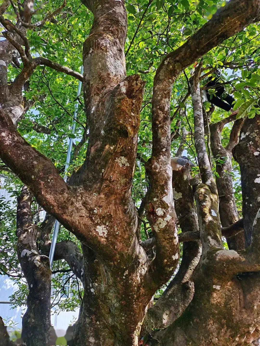 禅茶圣地 茶人福祉 | 白莺山茶王近日开采_鲜叶_千年_人们
