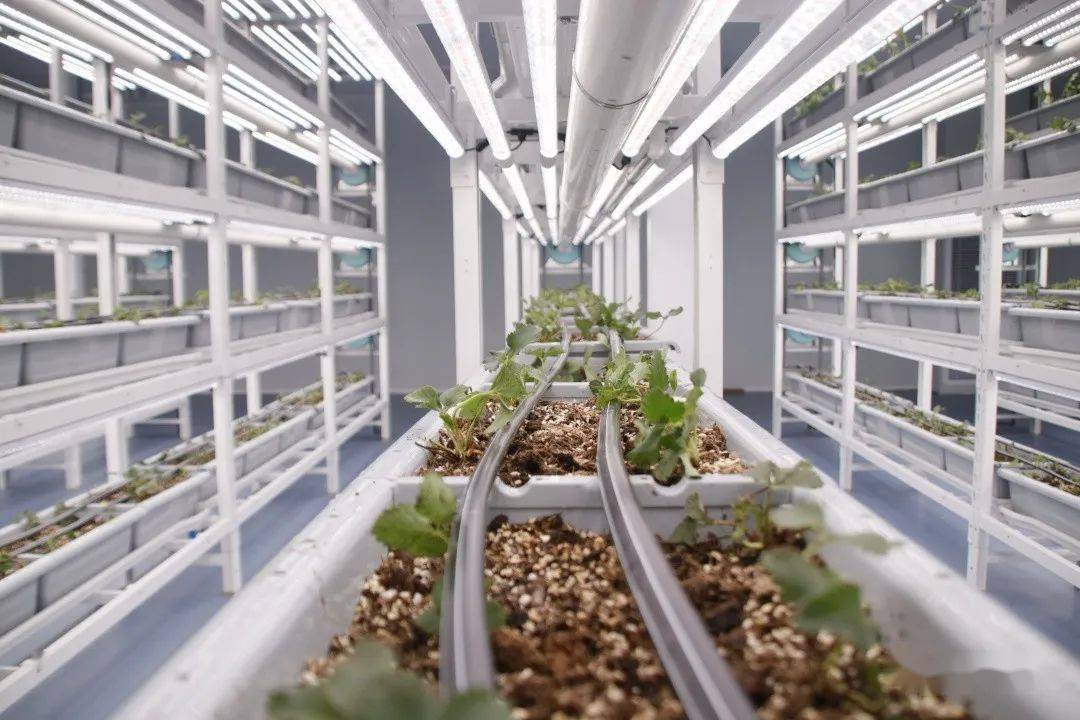 农院新闻|农学院草莓智慧植物工厂投入使用_农业_植株_种植