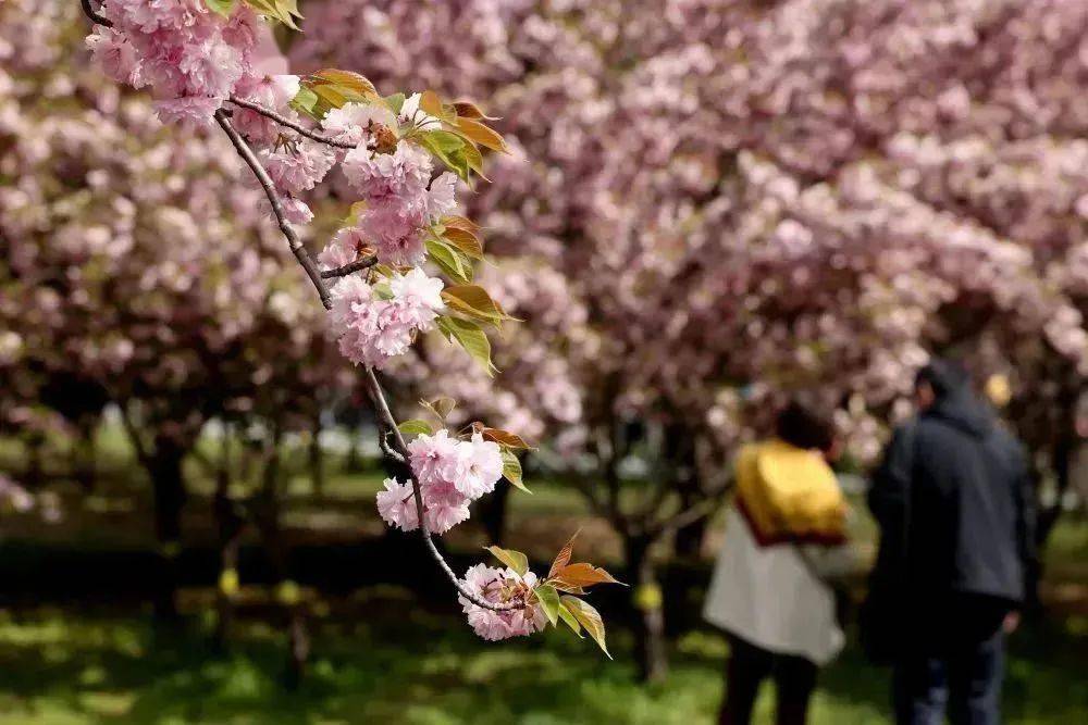 4月9日,遊客在石家莊市欒城區櫻花公園休閒遊玩.