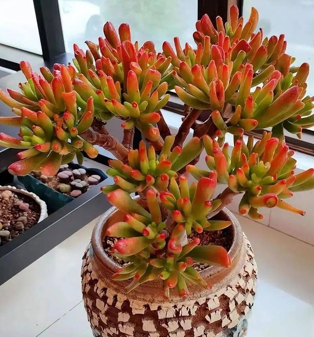 新手春天养多肉吸财树,教你几个小妙招,轻松养成小老桩,寓意美好