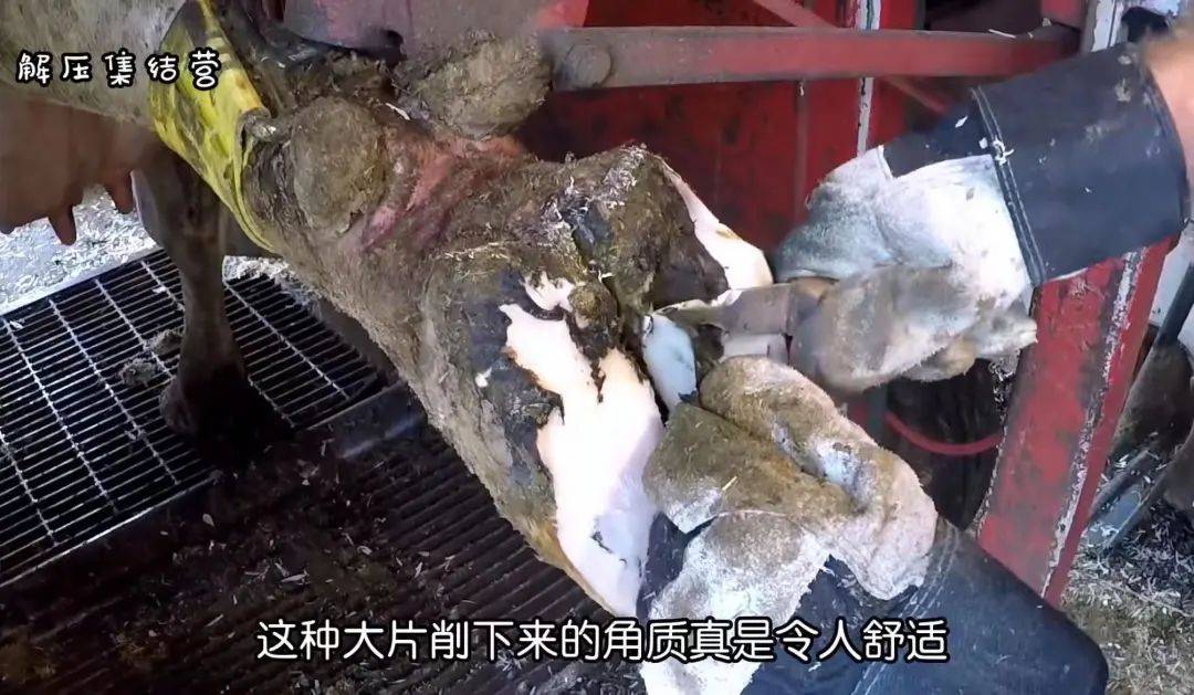 比来爆火的“猪食博主”，年轻人曲流口水