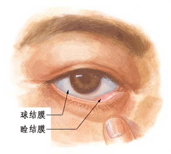 结膜和巩膜的位置图片