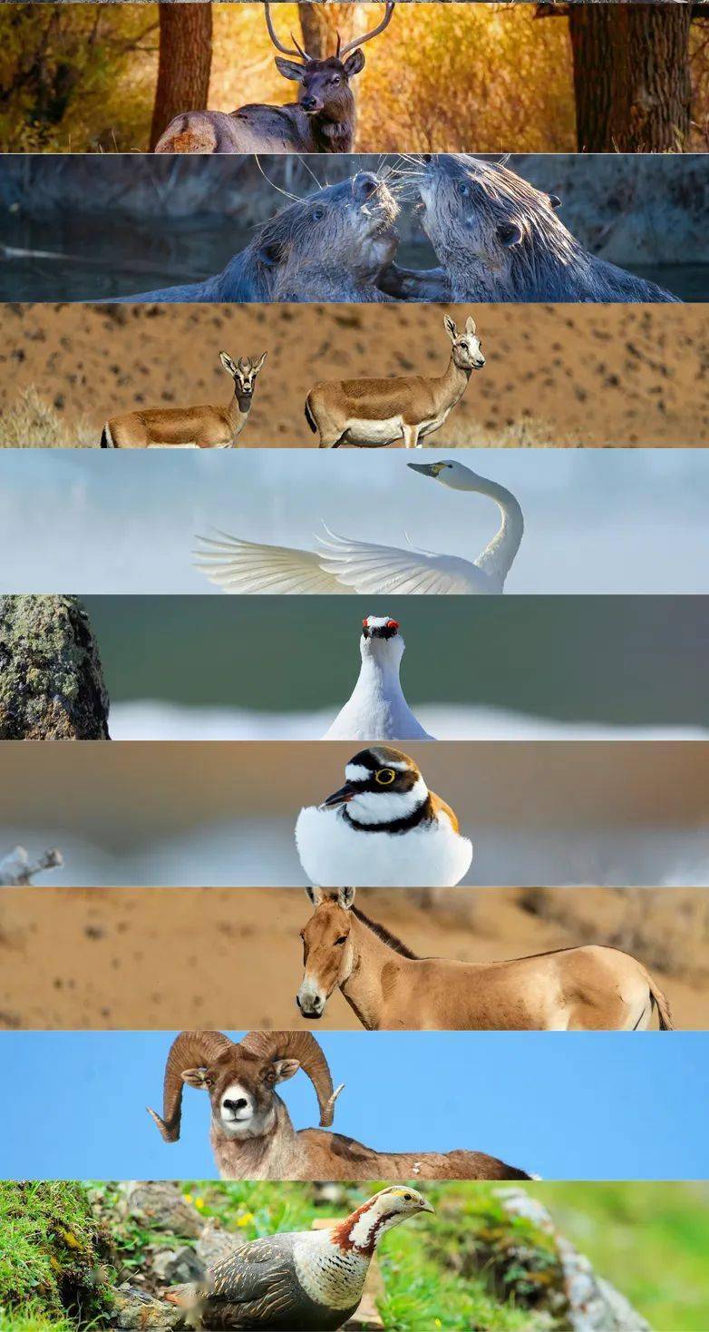 "河狸公主初雯雯:每个人都有可能成为自然保护者