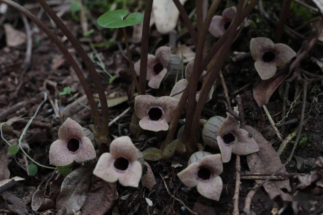 滴水岩植物图集(三)_卢梭_陵菜_遐想