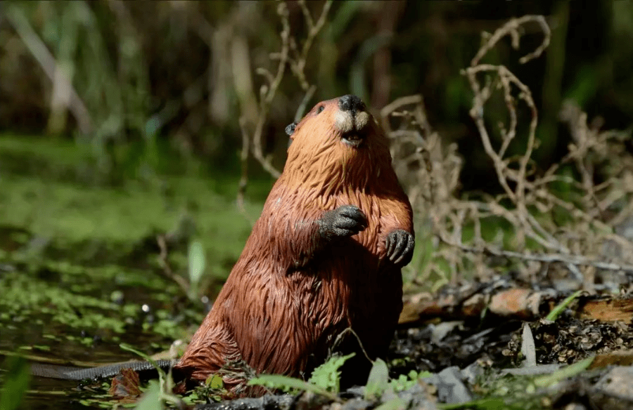 "河狸公主初雯雯:每个人都有可能成为自然保护者