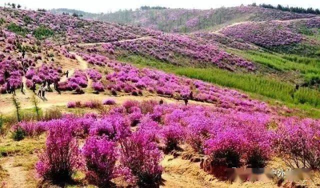 桦南县明义花山简介图片