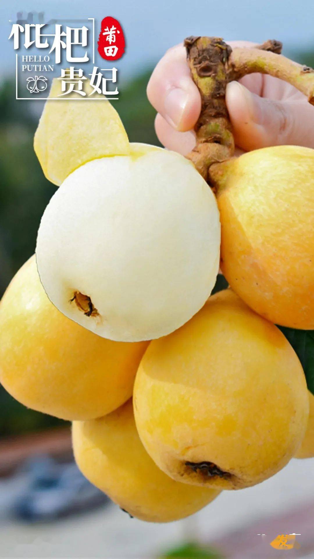 6767【哲理转发】4月12日,《您好·莆田》白肉枇杷_白梨_品种