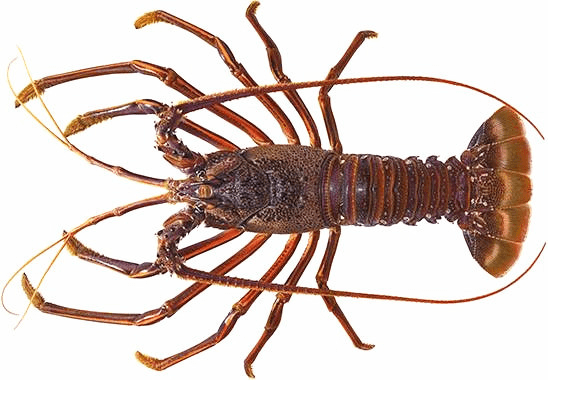 科普丨世界主要龙虾品种_特征_形态_斑纹