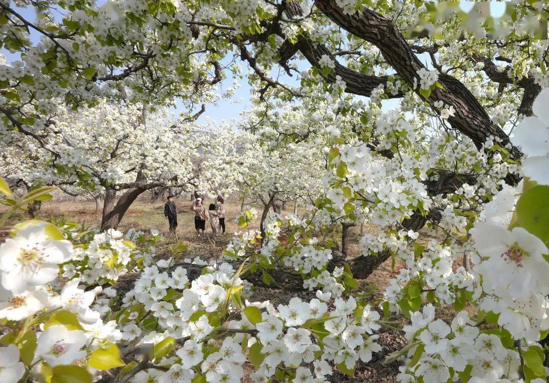 门头沟这里2000余亩京白梨树迎来盛花期_梨花_杂谈_京西