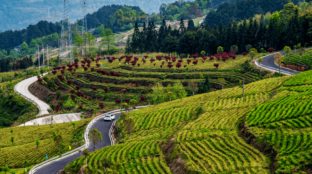 组图丨勒是綦江,路通八方产业兴_农业_杨奇_打通镇