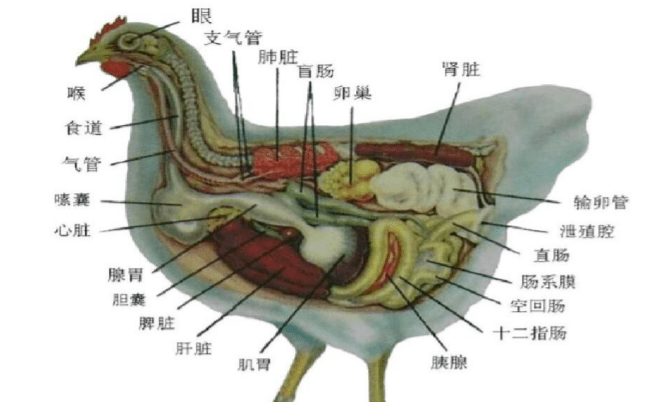 鸡的呼吸系统结构图图片