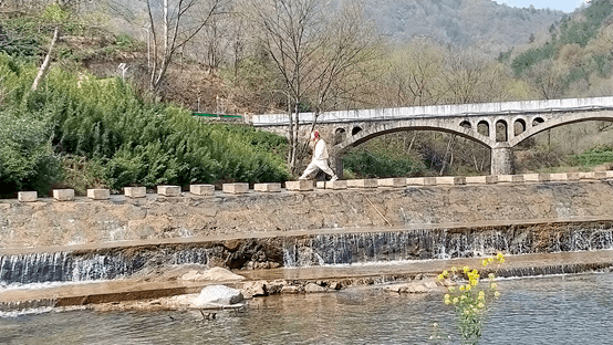 相约安徽 向春而行丨桐城：龙眠草木香油茶茶叶茶树 1332