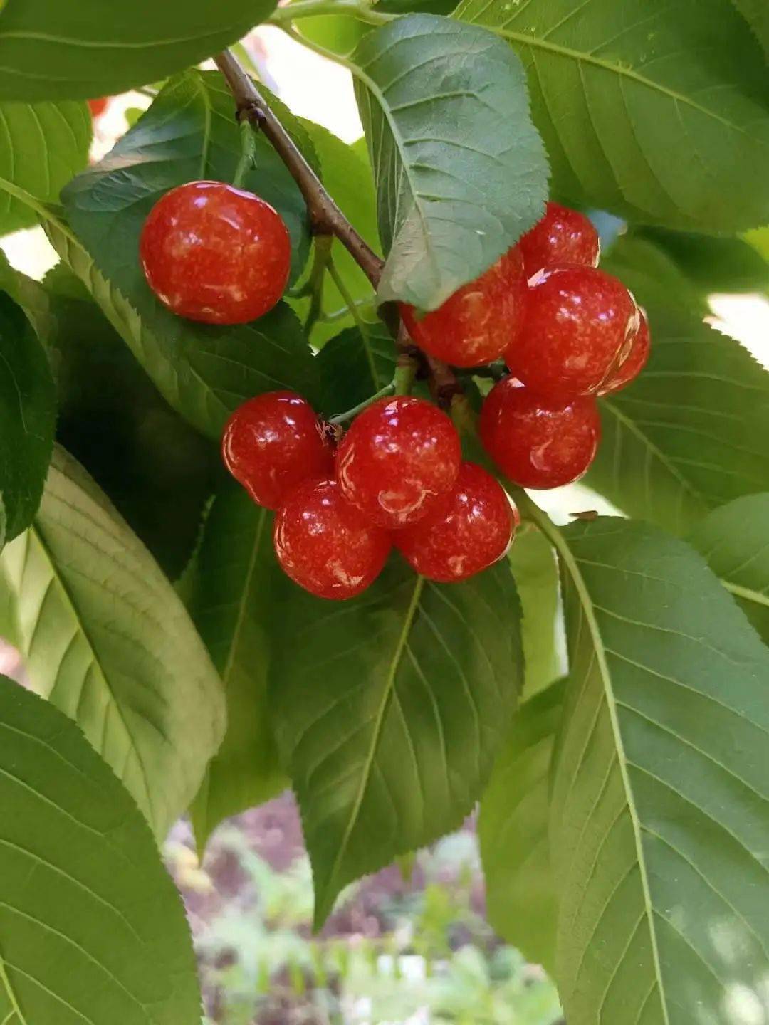 快来畅游昭通鲁甸樱桃文化旅游节~_小寨镇_游客_美食