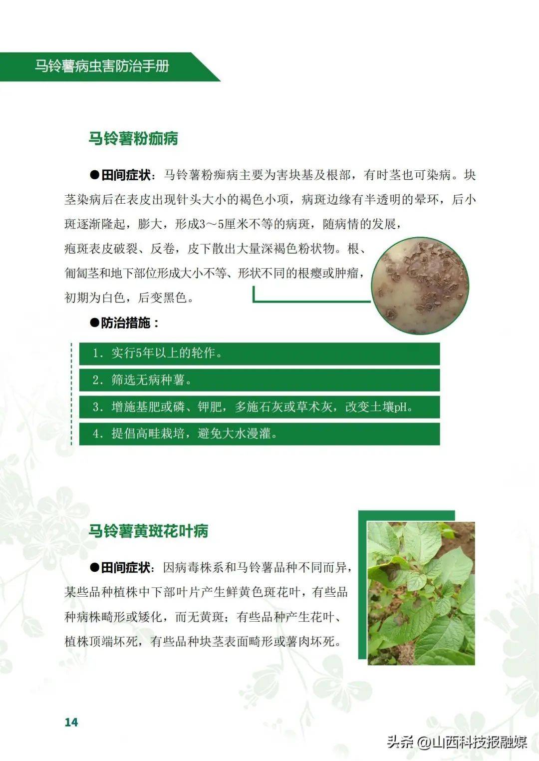 马铃薯病害防治手册_山西_科技报_星星