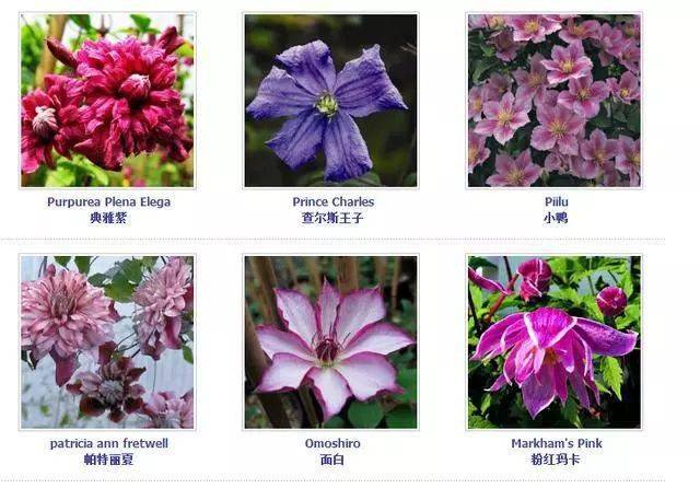 铁线莲的分类 百款铁线莲品种图鉴 | 庭院必种 花园三宝