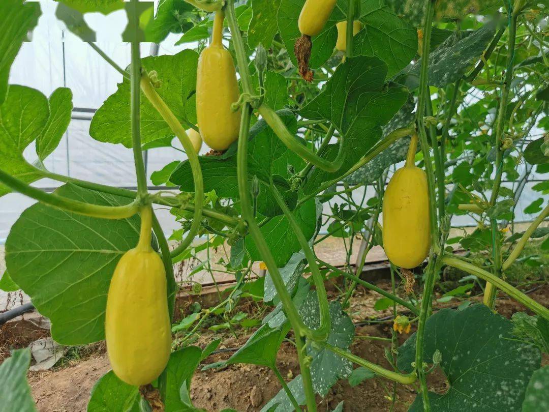 杏瓜,石城特产!想吃吗?_珠坑乡_大棚_蔬菜