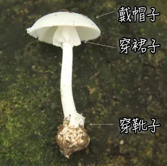 狂吐，走不动！深圳一家五口被一道菜撂倒！医生：没特效药