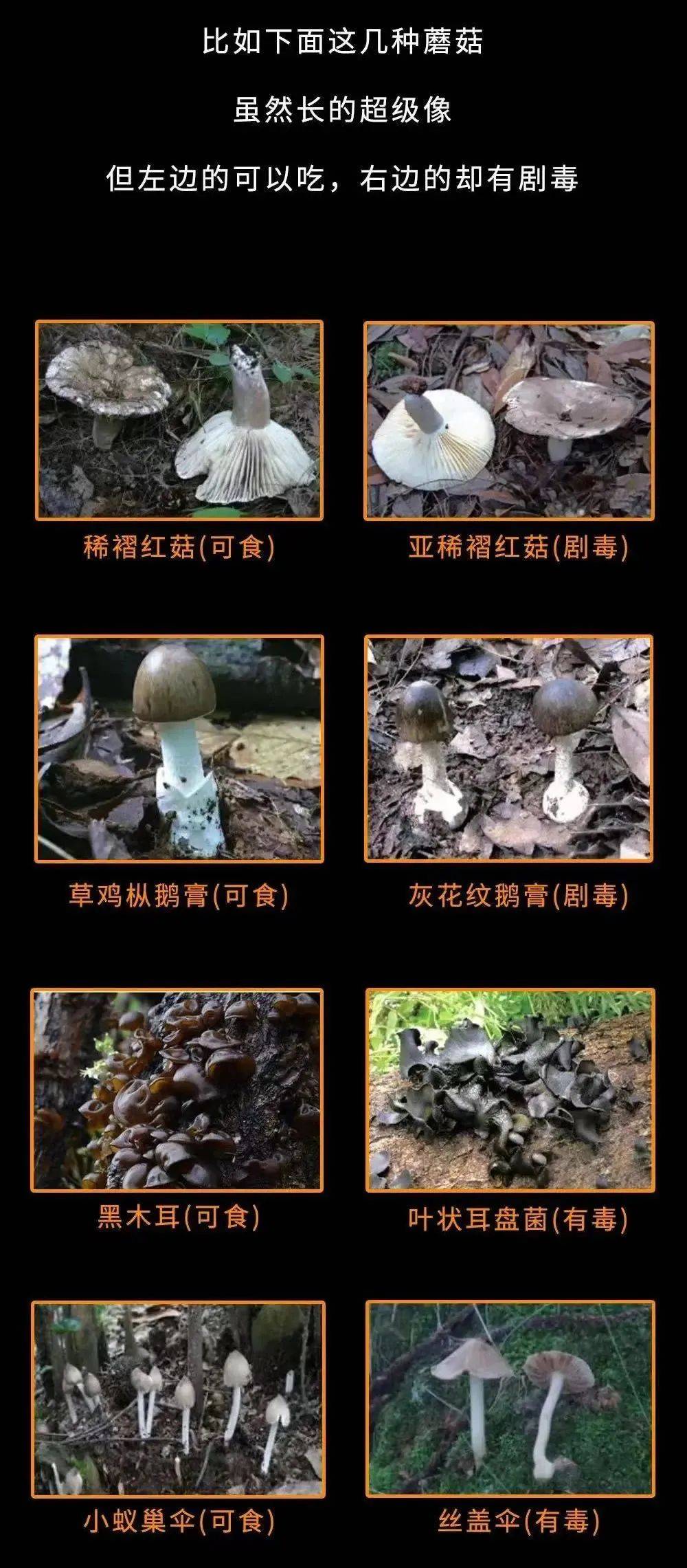 狂吐，走不动！深圳一家五口被一道菜撂倒！医生：没特效药