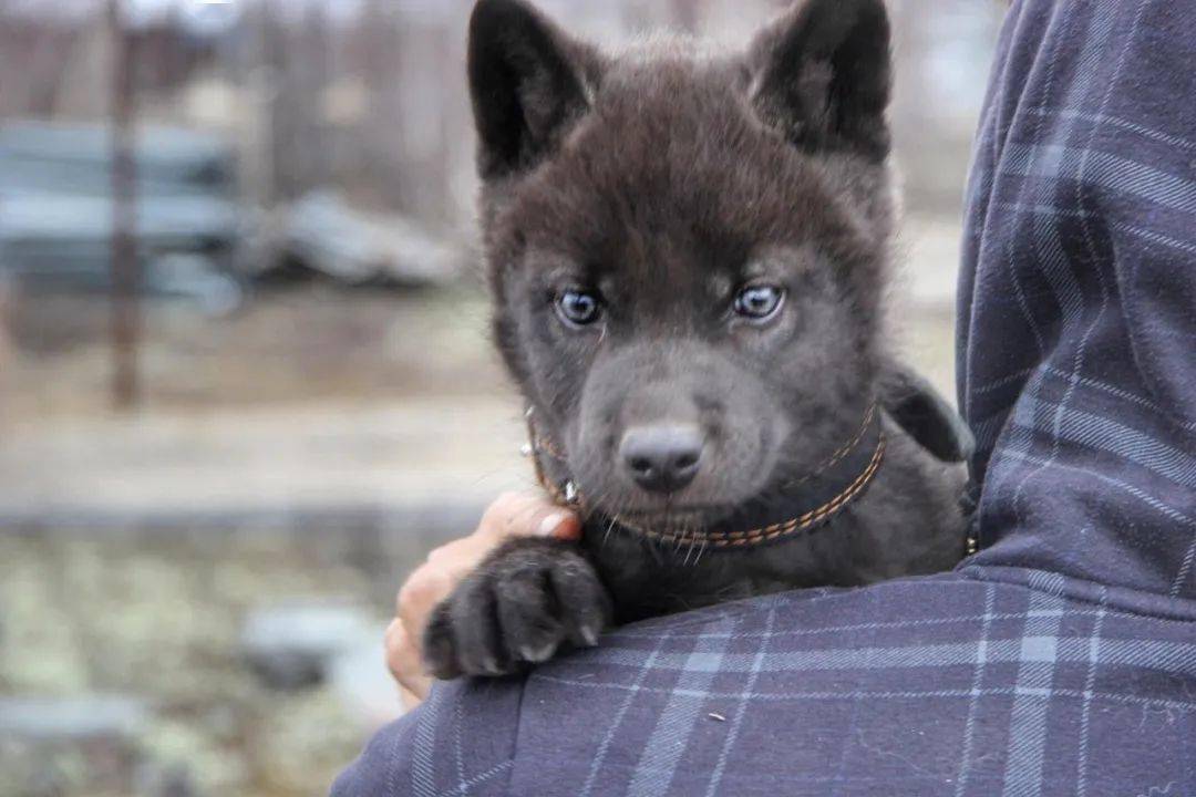 捡回来一只蓝眼雪橇犬，4个月后带去看兽医：这不是狗！！