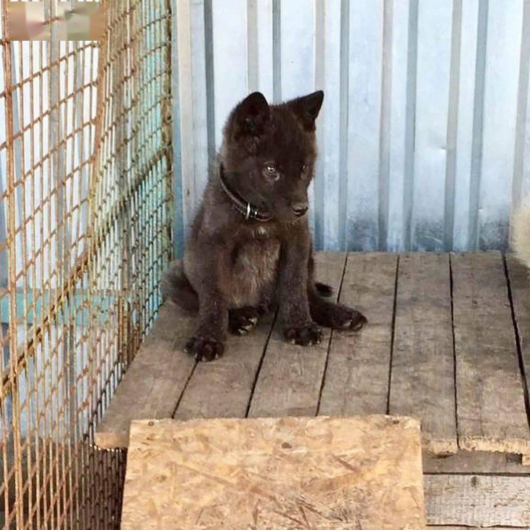 捡回来一只蓝眼雪橇犬，4个月后带去看兽医：这不是狗！！