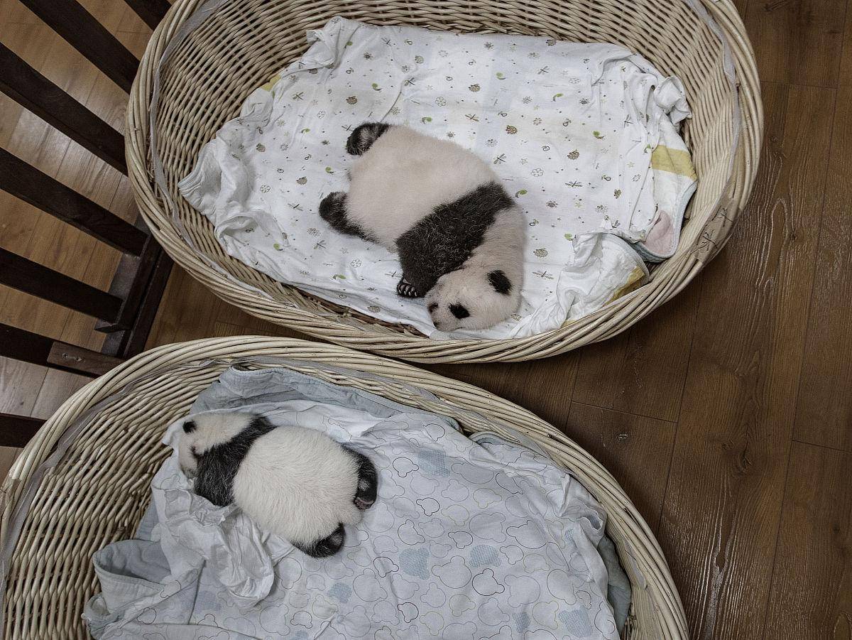 刚出生的幼崽体重只有成年大熊猫的千分之一