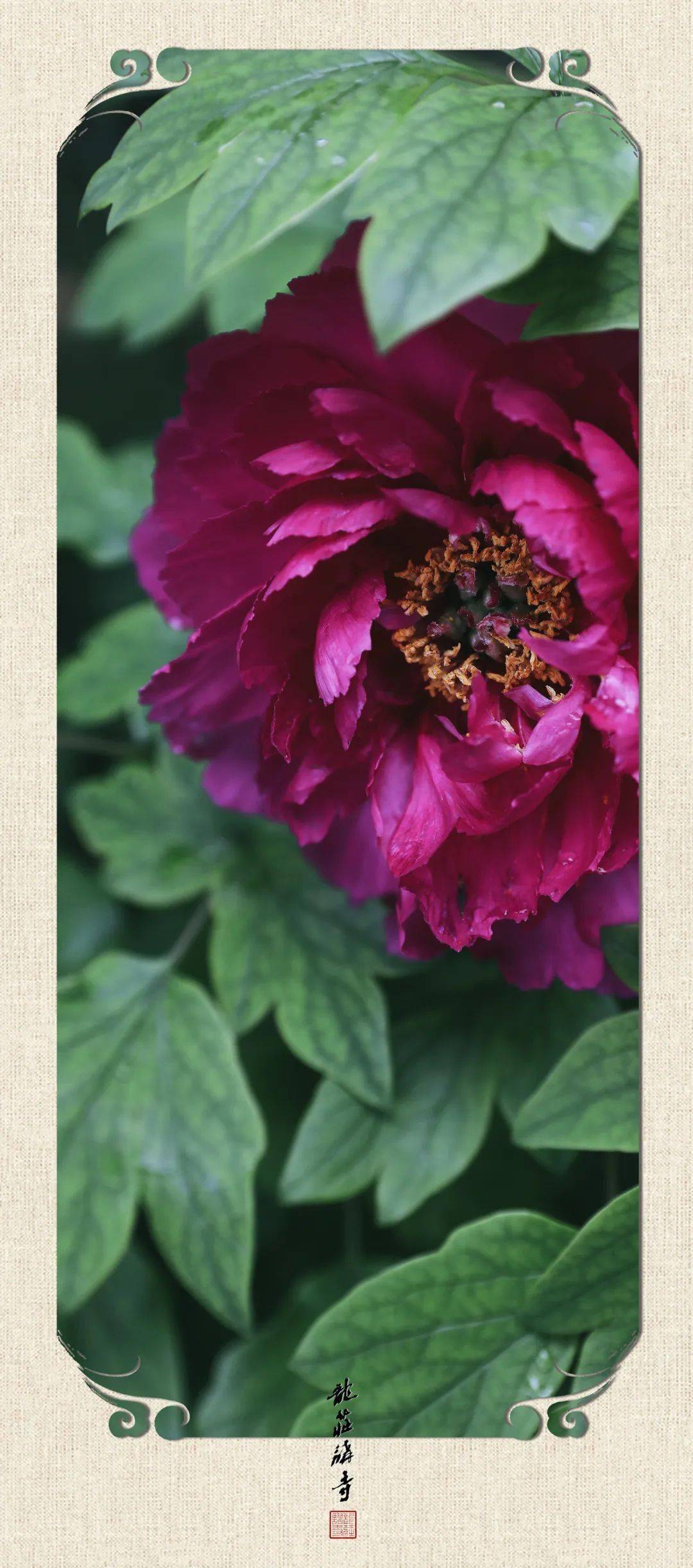 【龙庄有礼】紫绶朱衣,春光中蕴藏着的别样智慧._紫色_书签_桃花