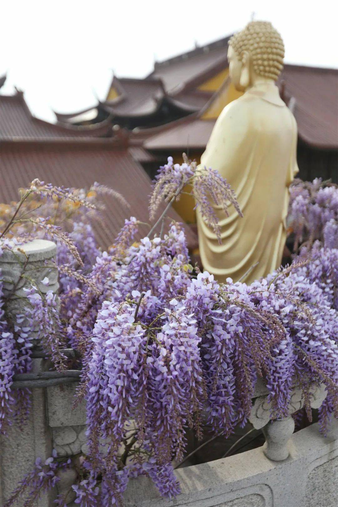 【龙庄有礼】紫绶朱衣,春光中蕴藏着的别样智慧._紫色_书签_桃花