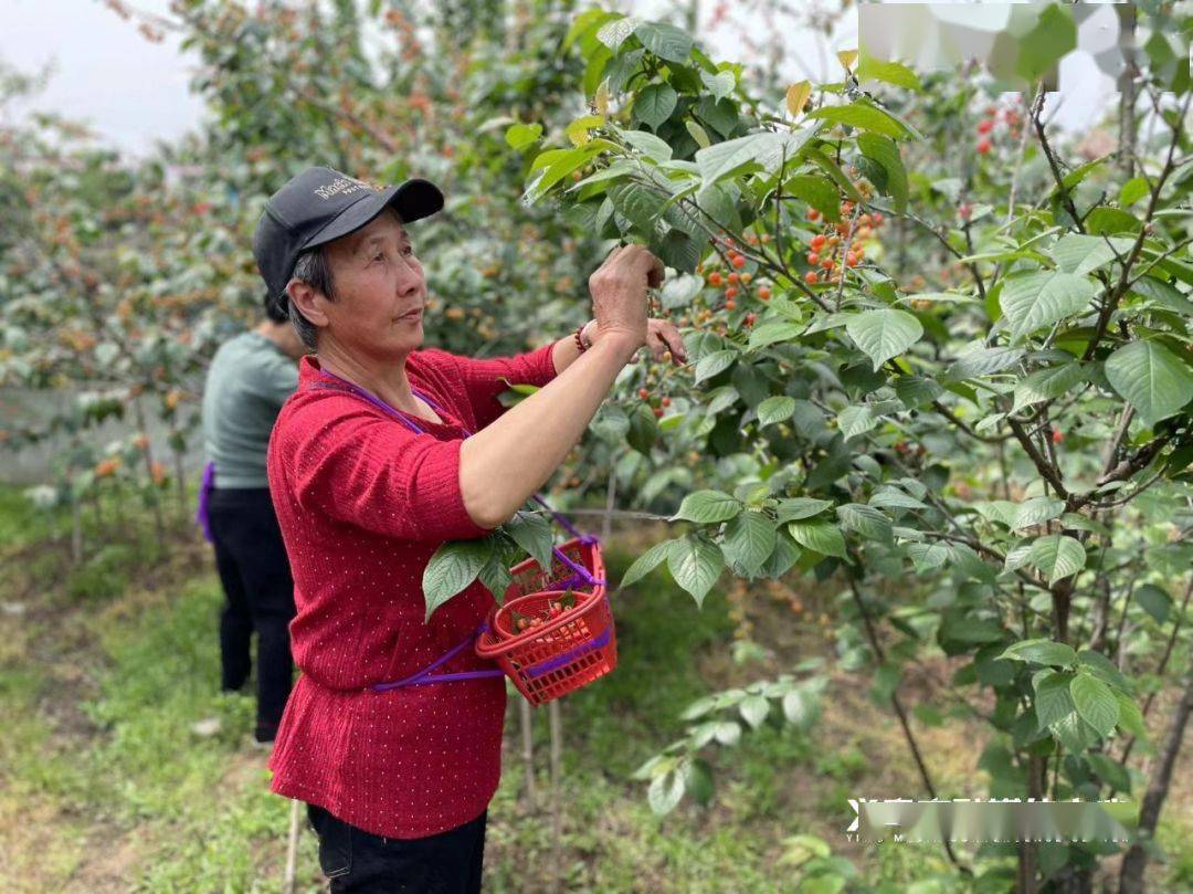 义乌樱桃采摘基地图片