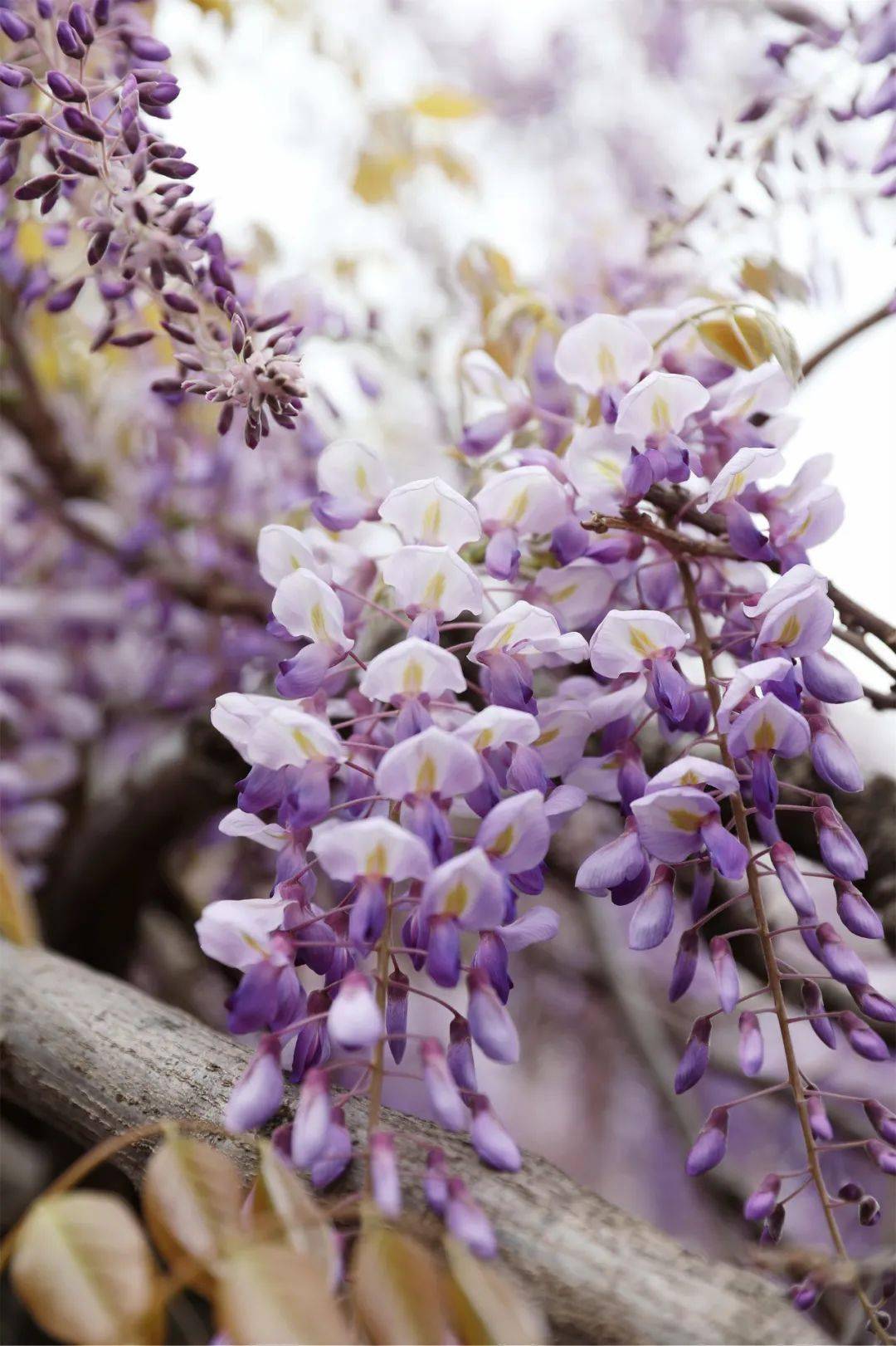 【龙庄有礼】紫绶朱衣,春光中蕴藏着的别样智慧._紫色_书签_桃花