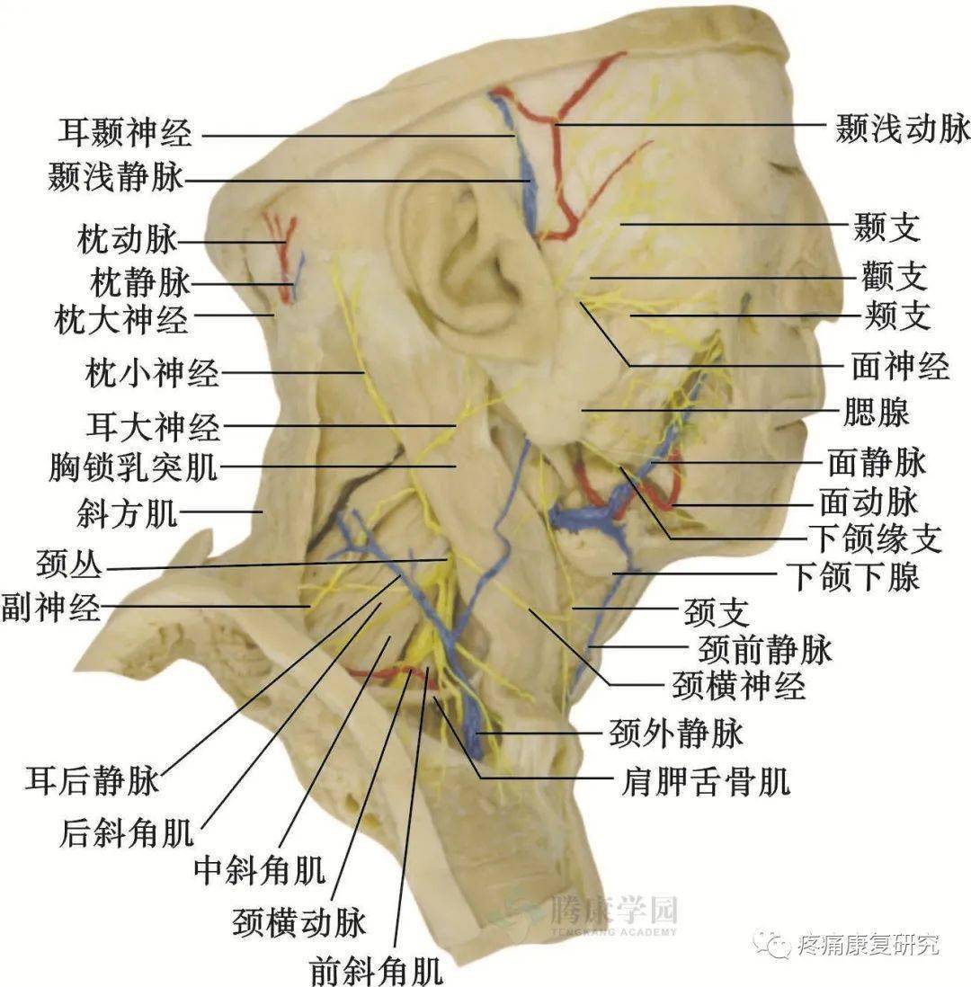 颞浅动脉图片图片