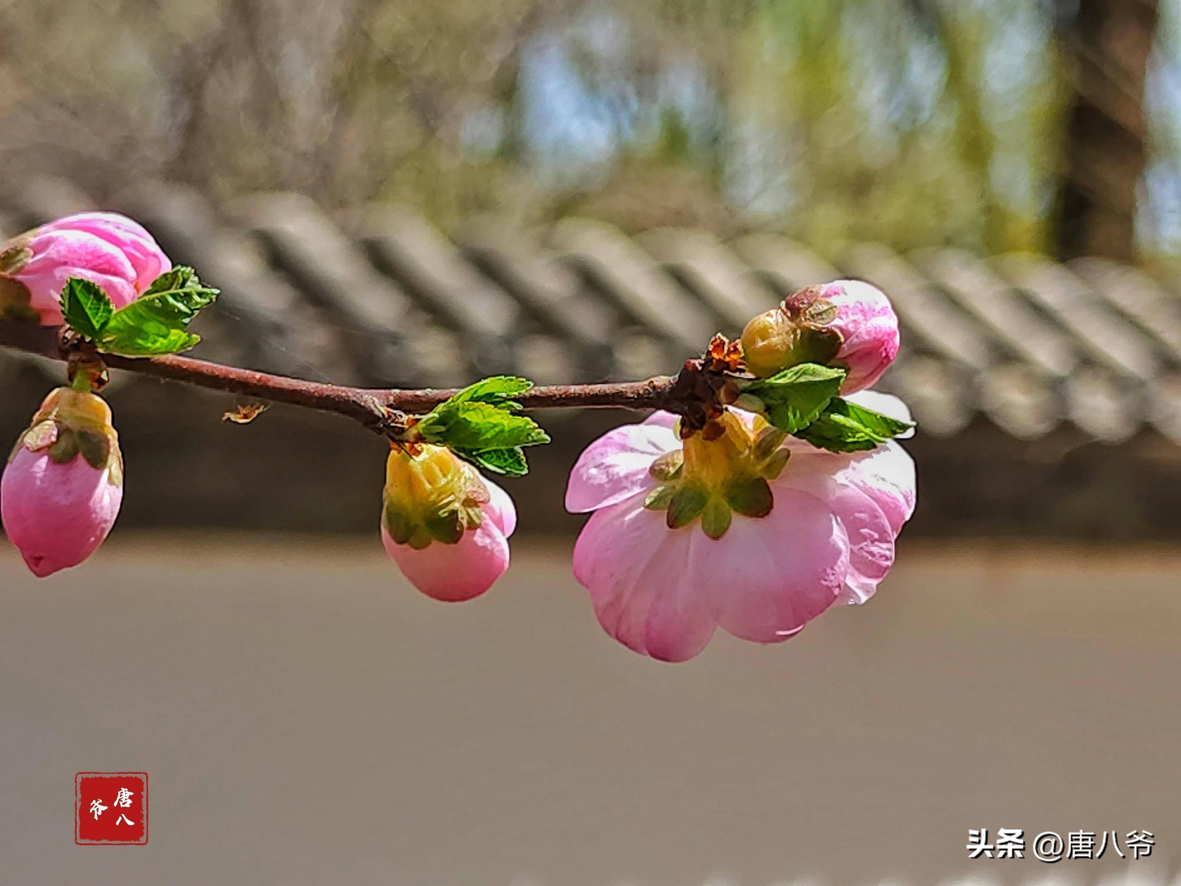 生机勃勃春天景象图片图片