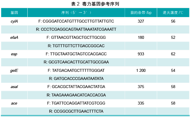 鹑鸡肠球菌图片