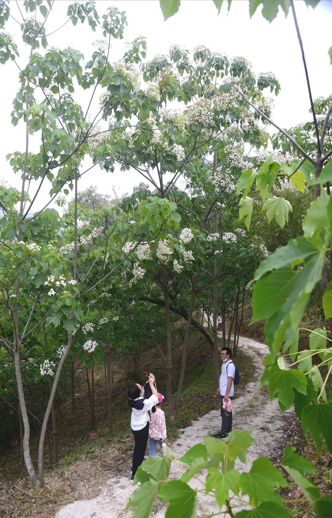 届时将观赏到初夏飞雪奇观将于四月下旬至五月初迎来盛花期桐花现